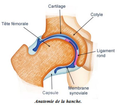 hanche