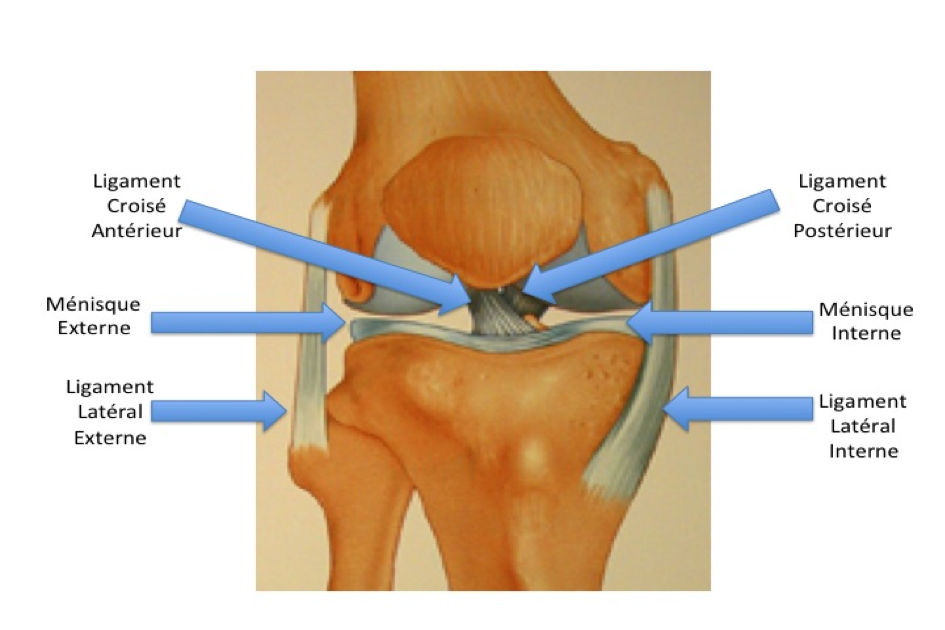 anatomie du genou