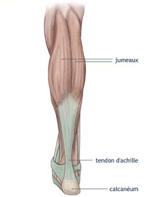 anatomie du tendon d'achille