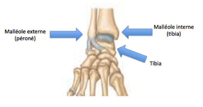 Dr Cyril Mayer - Fracture de cheville