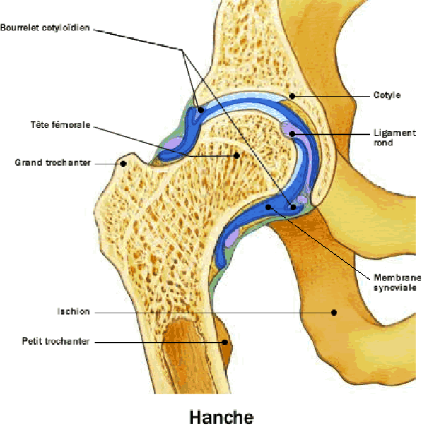 anatomie du col du femur