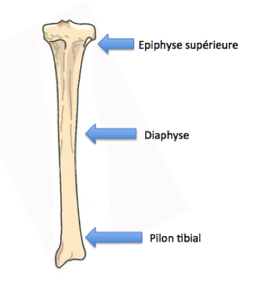 anatomie de la jambe