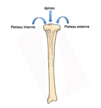 fracture du plateau tibial