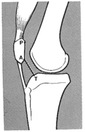 anatomie